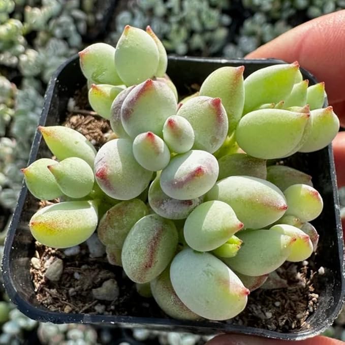 Cotyledon Pendens Live Plant, Rare Trailing Succulent in 2" Pot, Hanging Succulent for Indoor Outdoor Planters