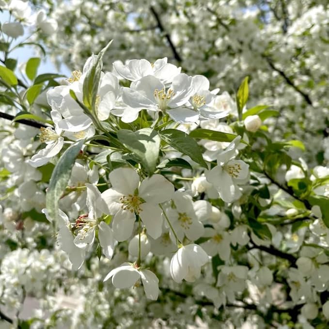 2 Mock Orange Plant Live | Mock Orange Shrub Plants for Gardens | 1–2 Ft Tall Outdoor Bushes | Suitable for Yard Planting and Landscape Use