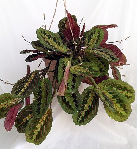 Red Prayer Plant - Maranta - Easy to Grow House Plant - 6" Hanging Basket/from jmbamboo