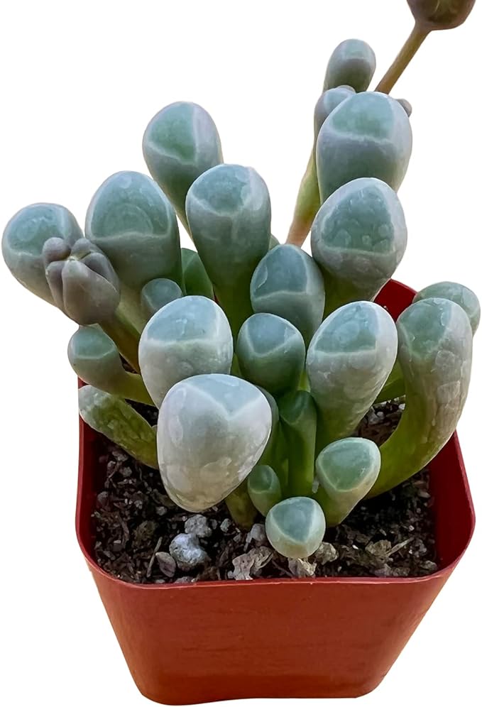 Sprout N Green Baby Toes Succulent, Live Fenestraria rhopalophylla Plant Fully Rooted in 2" Pot wit Soil Mix, Home Office Wedding Decoration DIY Projects Party Favor, Easy to Care, Pet Friendly