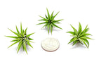 Fairy Garden Tillandsia Air Plants Live Indoor Plants (100PK), Terrarium Plants Live Houseplants Fairy Garden Accessories, Live Plants Indoor Fairy Garden Kit, Air Plant Lover Gifts by Plants for Pets