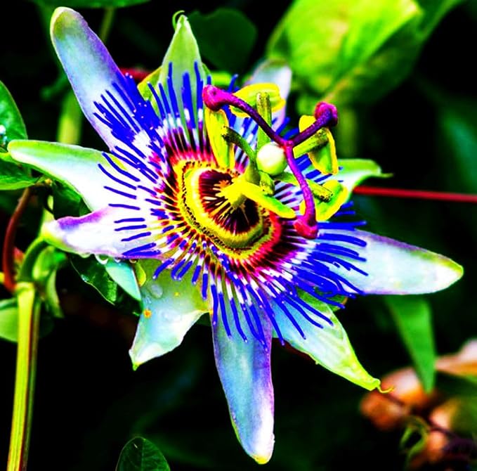 Rare Passiflora Passion Flower Mix (50 Seeds) - Stunning Colors, Home Gardens Outdoor Container, purple