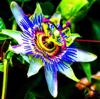 Rare Passiflora Passion Flower Mix (50 Seeds) - Stunning Colors, Home Gardens Outdoor Container, purple