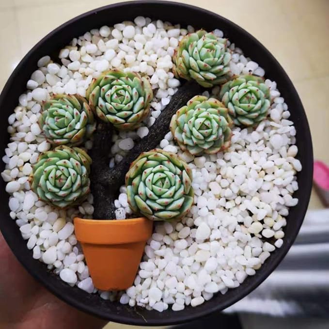 Yishang mini Terracotta Pots with Drainage Holes - 1.5 inches Tiny Clay Nursery Pots for Indoor/Outdoor Mini Plant, DIY Crafts, Wedding Favors(10 Pack)