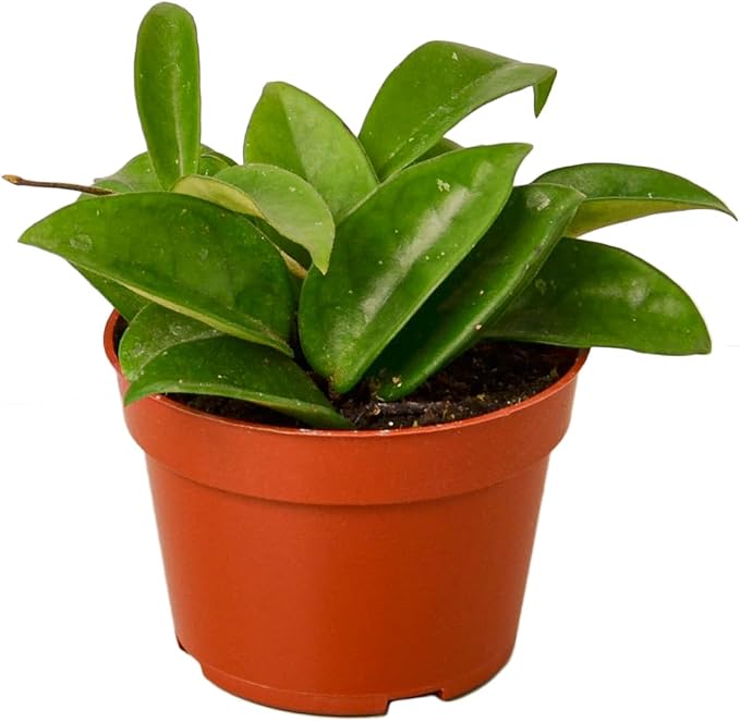 Hoya Plants 4 Live Houseplants in 4" Pots - Variety Assortment 4 Pack Hoya Plants - Pet Friendly Plants - Air Purifying Plants - CA Seller (Pack of 4 Hoya Plants)