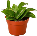 Hoya Plants 4 Live Houseplants in 4" Pots - Variety Assortment 4 Pack Hoya Plants - Pet Friendly Plants - Air Purifying Plants - CA Seller (Pack of 4 Hoya Plants)