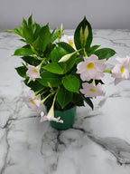 Tropical Plants of Florida - White Dipladenia Bush - 14 inch Overall Height - 6 inch Planter Pot (1 Gallon) (Plant Only)