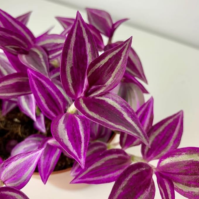 02 Wandering Jew Plants Live Houseplants, Starter Plants in 2in Pot, Tradescantia Live Plant, Very Fast-Growing, Mix Pink and Purple
