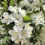 2 Mock Orange Plant Live | Mock Orange Shrub Plants for Gardens | 1–2 Ft Tall Outdoor Bushes | Suitable for Yard Planting and Landscape Use