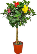 Braided Hibiscus Tree - Mixed (3 to 4 Flower Colors) - Overall Height 36" to 42" - Tropical Plants of Florida