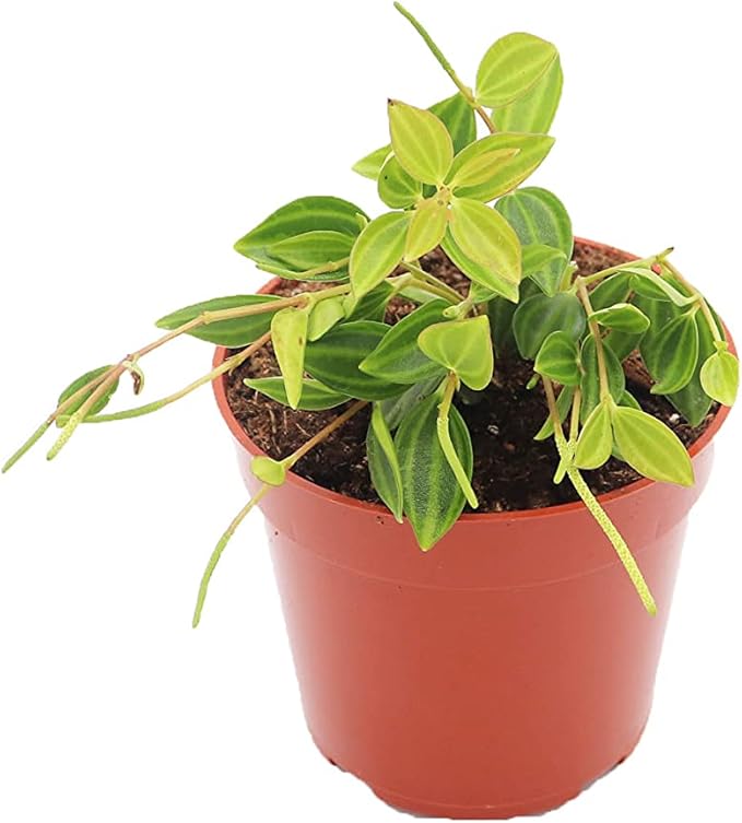 Beetle Peperomia - 4'' from California Tropicals