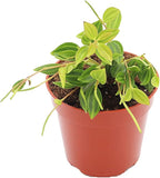 Beetle Peperomia - 4'' from California Tropicals