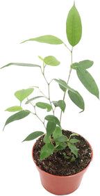 Ficus Benjamina Weeping Fig - 4'' from California Tropicals