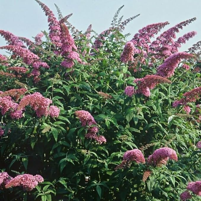 Pink Butterfly Bush Live Shrub Plant Shrub, Buddleia Bush Well Rooted, 5 to 10 Inc Tall