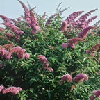 Pink Butterfly Bush Live Shrub Plant Shrub, Buddleia Bush Well Rooted, 5 to 10 Inc Tall