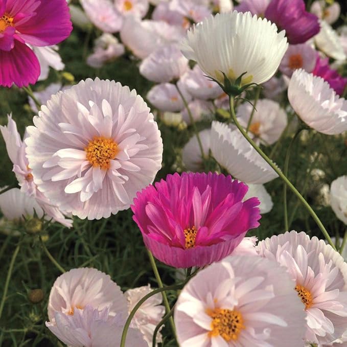 Rare Blush Pink Cosmos Seeds for Planting Non-GMO Cupcakes Cosmos Seeds Outdoors Graden - 300 Seeds