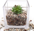 Rocks for Plants. Earth Color Decorative Pebbles. 1/5 Inch – 10 lbs for Garden, Vase fillers, Crafting, Succulents, pots, Plants (Mini (0.2 Inch), Mixed Color - Earth Tones, 10)