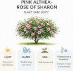 2 Rose of Sharon Tree Live Plant - Pink Althea, 1–2 Feet Tall Pink Hibiscus Syriacus, Flowering Shrubs for Outdoor Planting and Garden Beds, Dormant Plant