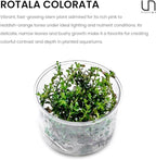 Ultum Nature Systems Live Tissue Culture - Rotala 'Colorata' - Moderate - High Light - Reddish-Pink Accent - Midground to Background - 100% Snail Free Grown in-Vitro - Regular Cup