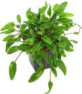 Cryptocoryne Wendtii Green Bare Root - Versatile and Durable ¬- Classic Plant - Mid-Ground Positioning - All Natural & Organic Aquatic Plant - Long Lasting & Easy to Care - 2" Pot