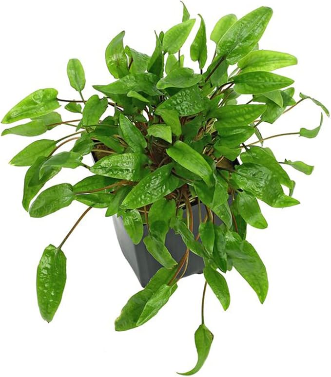 Cryptocoryne Wendtii Green Bare Root - Versatile and Durable ¬- Classic Plant - Mid-Ground Positioning - All Natural & Organic Aquatic Plant - Long Lasting & Easy to Care - 2" Pot