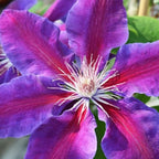 Clematis Vine Plant, Clematis Vine Plants Live in 2.5 Inch Pot, Perennial Climbing Clematis Plants Live for Outdoor Garden (Dark Red Purple Flowers)