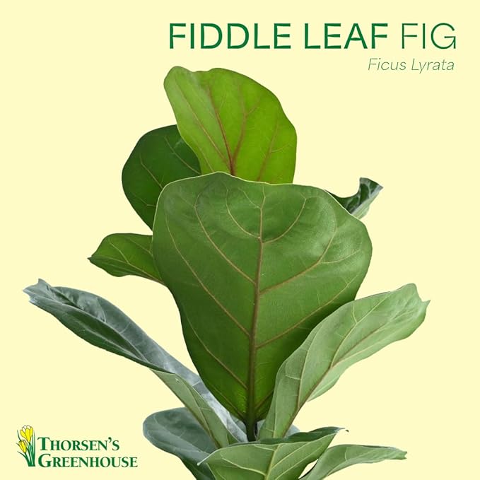 Thorsen's Greenhouse Ficus Lyrata, Fiddle Leaf Fig Plant, Rare, Live Indoor Plant, Collector Plant, Beautiful Foliage, Statement Piece, 6" Diameter Pot (Navy, 6" Pot)