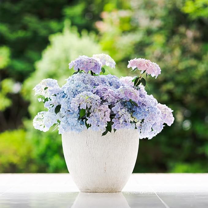 Proven Winners 2 Gal. Fairytrail Fresco Hydrangea Shrub