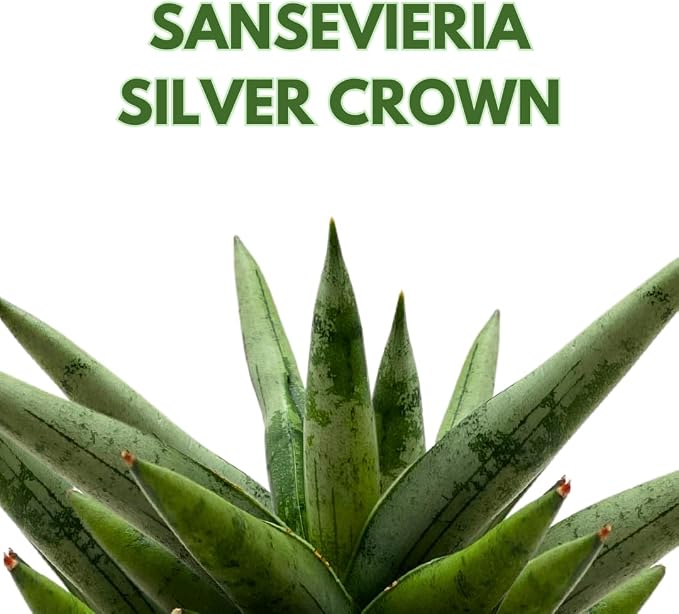 BubbleBlooms Sansevieria Silver Crown 4 inch Rare Snake Plant