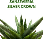 BubbleBlooms Sansevieria Silver Crown 4 inch Rare Snake Plant