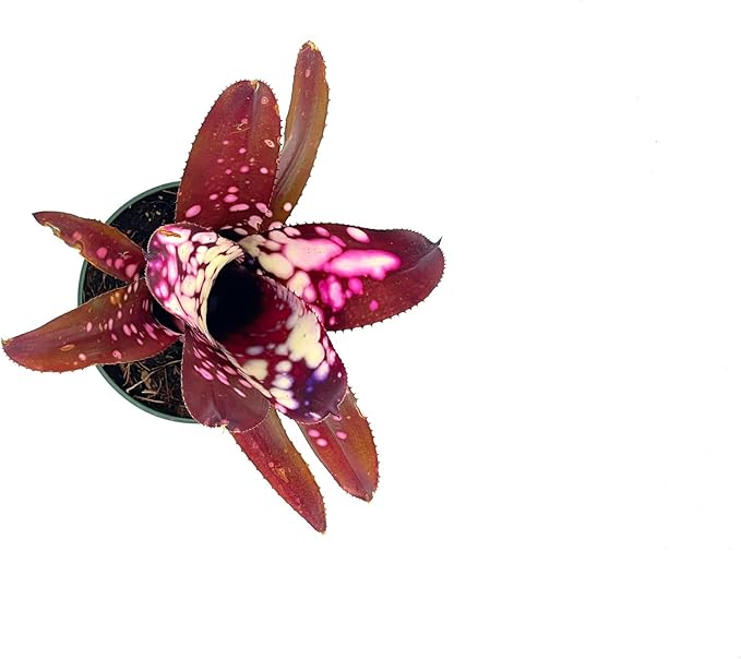 ragnaroc Live Plants – Bromeliad Billbergia Hallelujah, 9-18" - 1ct - Live Arrival Guaranteed - House Plants for Home Decor & Gift