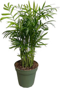 Parlor Palm, Pet-Friendly, Air Purifying Plant, Live Indoor Plant, Neanthe Bella Palm, Easy Care and Easy to Grow and Low Maintenance Live Houseplant in 4 inch Pot