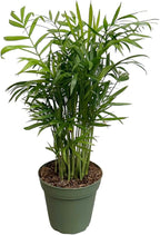 Parlor Palm, Pet-Friendly, Air Purifying Plant, Live Indoor Plant, Neanthe Bella Palm, Easy Care and Easy to Grow and Low Maintenance Live Houseplant in 4 inch Pot