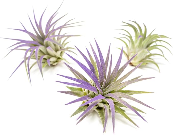 Purple Colorful Tillandsia Air Plants - Long Lasting Color Enhanced Live Tillandsia Succulent House Plants - Home and Garden Decor - Easy Care Indoor and Outdoor (Ionantha Rubra, Pack of 3)