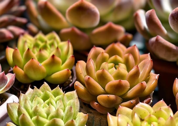 100pcs Mixed Colorful Succulents Seeds Succulent Plants Rare Living Stones Plants Cactus Home Plant