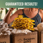 Golden Oyster Mushroom Grow-at-Home Kit - 6lbs - Grow a Commercial Sized Mushroom Crop Easily at Home