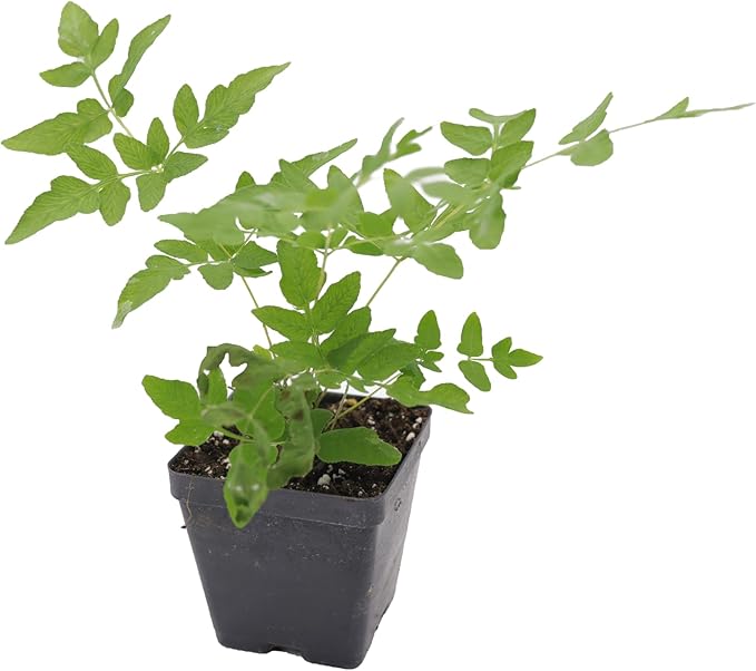 Greenwood Nursery: Live Perennial Plants - Royal Fern + Osmunda Regalis - [Qty: 5X 3.5 Pots] - (Click for Other Available Plants/Quantities)