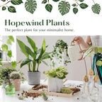 Parlor Palm, Pet-Friendly, Air Purifying Plant, Live Indoor Plant, Neanthe Bella Palm, Easy Care and Easy to Grow and Low Maintenance Live Houseplant in 4 inch Pot