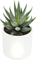 Plants for Pets Haworthia Zebra Plant Succulent in 2.5 Inch White Succulent Pot, Pet Friendly Houseplant, Live Plant Gift, Dog & Cat Safe Plants, Low Light Mini Succulents for Home Decor