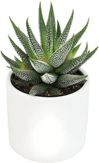 Plants for Pets Haworthia Zebra Plant Succulent in 2.5 Inch White Succulent Pot, Pet Friendly Houseplant, Live Plant Gift, Dog & Cat Safe Plants, Low Light Mini Succulents for Home Decor