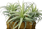 Artificial Air Plants Faux Succulents Plants Unpotted Small Tillandsia Look Real in Flocked Green Premium Crafting DIY Floral Decor for Home Garden Office Party, 3 pcs