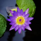 160pcs Mixed Color Bowl Lotus Seeds for Planting - Non-GMO Bonsai Lotus, Water Lily Flower, Easy-Grow Aquatic Plants for Ponds, Water Gardens, and Indoor/Outdoor Spaces