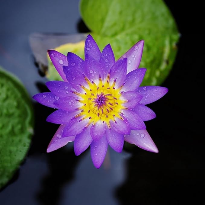 160pcs Mixed Color Bowl Lotus Seeds for Planting - Non-GMO Bonsai Lotus, Water Lily Flower, Easy-Grow Aquatic Plants for Ponds, Water Gardens, and Indoor/Outdoor Spaces