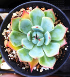 200 pcs Rare Mixed Mini Succulents Seeds for Bonsai & Ornamental Plants - Grow Your Stunning Garden