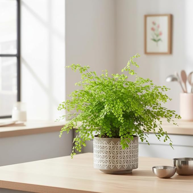 Maidenhair Fern (4 inch) - Air-Purifying Houseplants - 4/6 inch Unique Live Decorative Houseplants - Low-Maintenance Indoor Plants, House Warming Gift, Natural Air Purifier