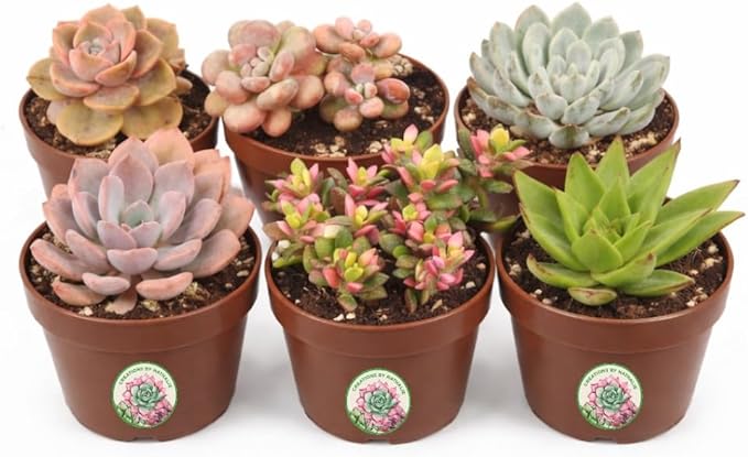Creations by Nathalie 6 Pack Live Succulent Plants – Assorted Small Indoor Succulents, Bulk Easy Care Live Plants for Events, Wedding Favors, Home, Office & Terrariums