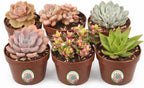 Creations by Nathalie 6 Pack Live Succulent Plants – Assorted Small Indoor Succulents, Bulk Easy Care Live Plants for Events, Wedding Favors, Home, Office & Terrariums