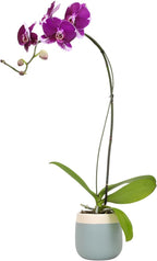 Large Purple Live Orchids Blooming in 5" Blue & White Orchid Pot, Pet Friendly Live Plant Gifts for Plant Lovers, Approx. 22"+ Tall, Real Houseplants, Phalaenopsis Moth Flowers by Plants for Pets