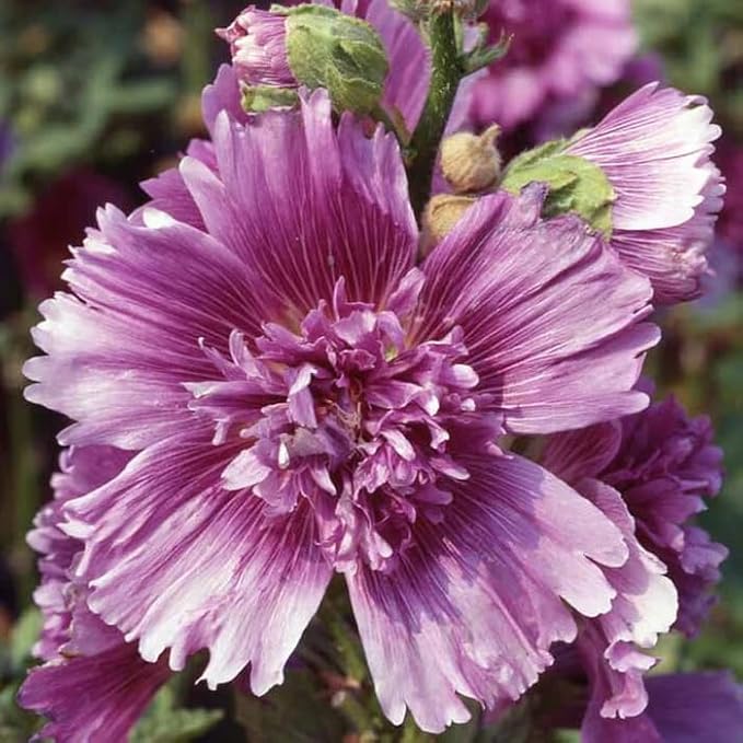 50pcs Hollyhock Queeny Purple Flowers Seeds Heirloom Flower Perennial