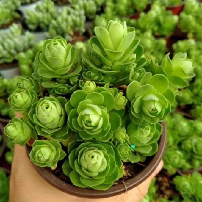 Mountain Rose Succulent Plant | Greenovia Dodrentalis in 2" Pot | Low Maintenance Desk Plant for Modern Interiors